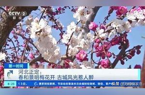Re-visiting Zhengding on CCTV: Plum Blossoms in Full Bloom, Ancient City Scenery Captivating