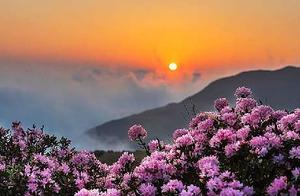 Wumeng Grassland: A Yearly Embrace of Spring Winds, Azaleas Blooming Amidst Crimson Hues