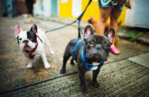 How Dogs Communicate: What Methods Do They Use to Express Their Emotions?