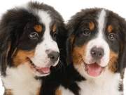 China's rarest, wild, large-sized guard dogs, the Kunlun Mountain Dog, should not be forgotten by the Chinese people.