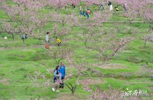 Suichuan: Two Hundred Acres of Cherry Blossoms Bloom, Becoming a Popular 'Rural Tourism' Attraction