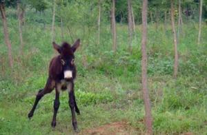 A Donkey Comes Out of the Crowd