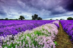 Psychological Test: Which Sea of Flowers Do You Find Most Dreamy? Test Your Princess Complex Index.