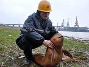 Illegal Fishing Causes River Dolphins to Have No Food to Eat