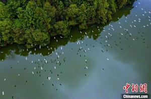 Jiangxi Xianwen Lake: Hundreds of Egrets Soar in the Spring Breeze
