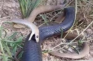 Australian Poisonous Snakes: Red-bellied Blacksnake with Crimson Belly, One of Its Distinctive Features