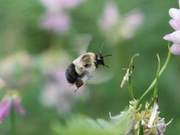 Research Reveals Bumblebees Enter ‘Economic Mode’ When Carrying Heavier Cargo