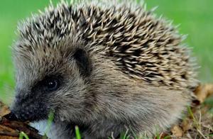 Admiring Hedgehog-Shaped Mammals