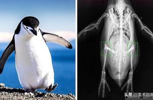 Penguins Have Kneecaps, Starfish Can Be Square-Shaped: 13 Animal Facts Your Teacher Might Not Know
