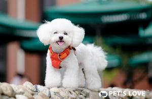 The 5 Most Easily Lost Small Dog Breeds
