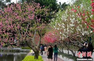 Fuzhou West Lake Peony Bloom, Spring Vibe