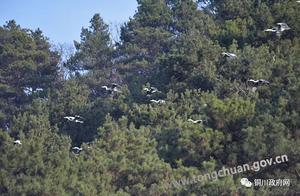 Yumen Marsh, a Flock of Grey Herons