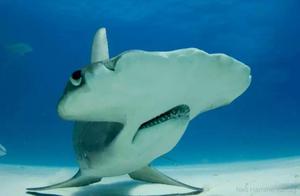 Do Hammer Sharks Really Eat Seaweed?