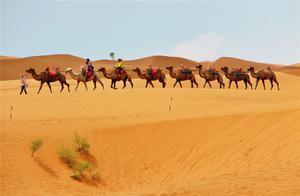 Riding Camels to Travel and Seek the Jiangnan Region in the Ordos Desert, Ningxia