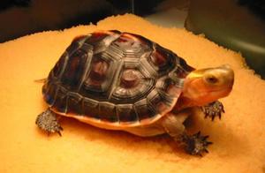 Simple Introduction to Yellow-Rimmed Mud Turtles