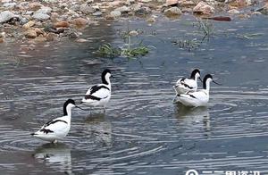 April Skies, Shanglu Welcomes Many Special ‘Guests’ – Do You Know?
