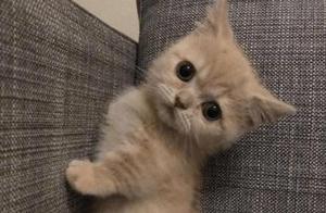 Owner Gives Little Cat a Haircut, Little Cat Sits on the Stage Gazing Blankly, Looks Bewildered and Cute, Melting Hearts