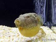 Curly-haired Dog Heads: Ugly and Cute Ornamental Fish in the Mekong River