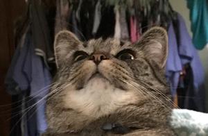 Owner Eats Food Alone, Doesn't Share with Cat, It Does Something Hilarious
