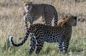 The confrontation between the tiger leopard and the cheetah made it difficult to distinguish them, everyone thought the tiger leopard would win, but it was driven away by the cheetah!