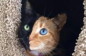 One Blink and You're Lost in Delight: How Captivating are Beautiful Cat Eyes (with Two-Colored Eyes)?