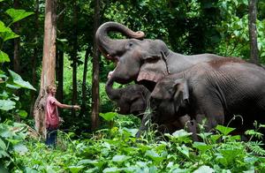 Chiang Mai 60-Year-Old Foodie Elephant Struggles with Constipation, Keeper Steps In to Help