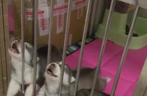 Little Husky Sleeping with Head Up, Unblinking, Owner: Pure and Unadulterated!