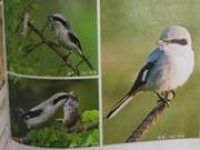 Grey-throated Loans in the Yellow River Delta