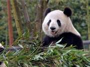 Do Pandas Eat Sugar Cane? Do They Vomit Pulp?