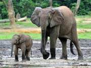 The elephant, measuring 3 meters long, surpasses the blue whale and becomes the greatest on Earth.