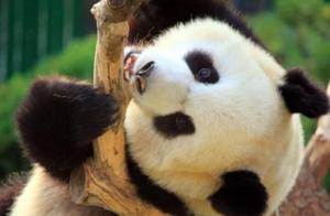 Some countries borrowed pandas with the intention to return them, while others borrowed them with the intention to keep them. For example, Russia.