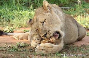 Running into a Hard Patch! Lion Tried to Eat a Turtle, Failed After Chaotic Gnawing Without Progress, Eventually Licked the Shell