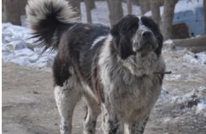 West Siberian Dogs, With Wolf Bloodlines, Are Now on the Brink of Extinction