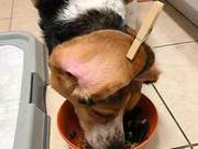 Beagles Always Make a Mess with Their Ears; Owner Comes Up with a Clever Trick, Dog: 'I Don't Want to Be Embarrassed!'