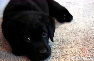 Dog and Grandfather Shared a 25-Year Bond; Dog ‘Followed’ Grandfather After His Death
