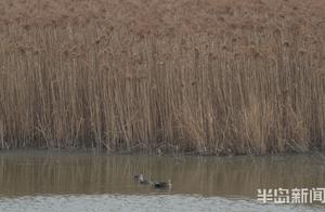 Rivers and Mountains Embrace Spring Light, Ducks and Water Birds Know First; Bai River Mouth Inlet Area Forms a Waterbird Paradise