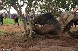 Small Elephant Accidentally Falls into Well, Villagers Rescue It with Pumps and Excavators, Celebrating Collectively