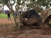 Indian Villagers Use Ingenuity to Rescue Elephant from Well