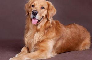 Do you know the dog with the best temperament in the world? Have you ever heard of it?