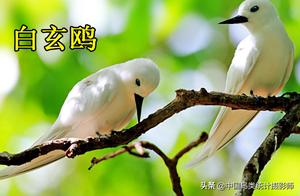 55 Species of Gull-like Birds Currently Recorded in China for Appreciation and Identification