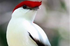 The World's Most... Rare Birds and Beautiful Fish, Gathered Together