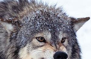 Where are Chinese Wolves Primarily Distributed, and Approximately How Many Survive Now?