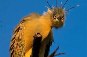 The more a forest grows, the more birds there are!