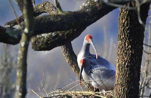 Gifts from Nature: Flocks of Black-crowned Cranes in Yaozhou Juhe River, a Picture-like Scene