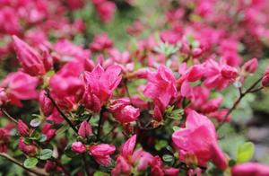 April in Jiangnan, Viewing Rhododendrons in Songjiang