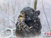 ‘Bear Out of the Woods’ Appearing Ahead of Schedule? Expert: Climate Warming Causes Early Awakening