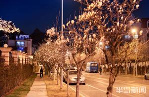 Yulan Trees Blooming on Haining Road in Laoshan District at Night