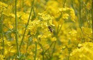 The rapeseed flowers by Xiangyang Lake are wonderful.