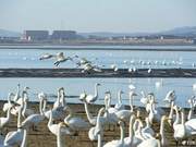 Weihai: Weather Turning Warmer, Large Number of Swans Return