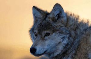 12 Facts About Wolves That May Make Your Hair Stand on End